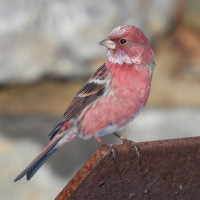 Pallas's Rosefinch
